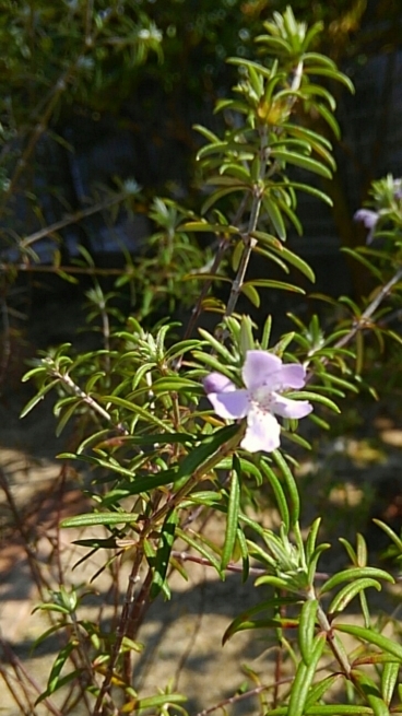 やっと出会えた春のお花♪_d0314745_17094194.jpg