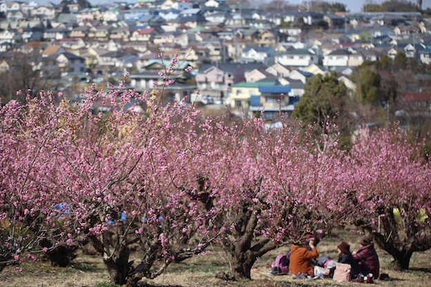 桃の花見_e0295348_21355093.jpg