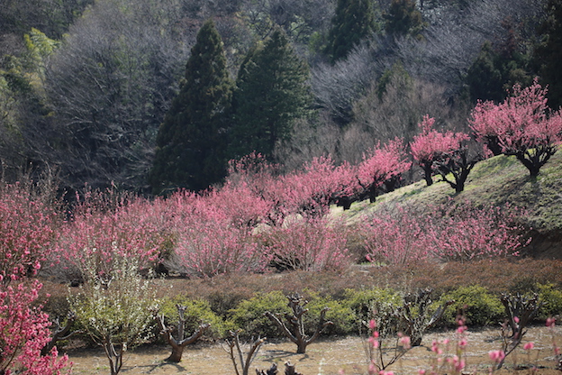 桃の花見_e0295348_2173680.jpg