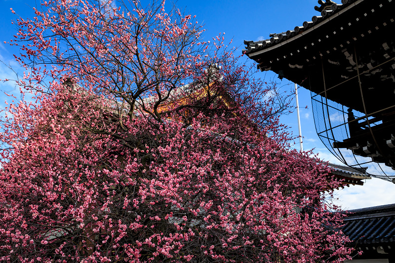 興正寺の紅白梅_f0155048_234561.jpg