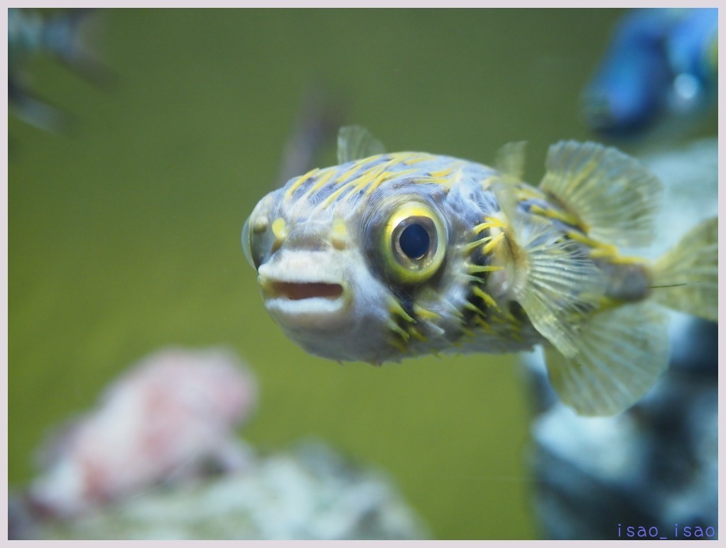 葛西臨海水族館-2　　　026）_c0068050_00170626.jpg