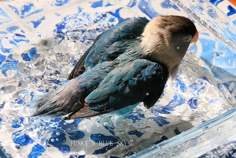 水浴びB.Bの記録　→　(気分を変えて・３月１０日）_c0145250_10541696.jpg