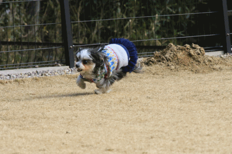 c0145250_11031393.gif