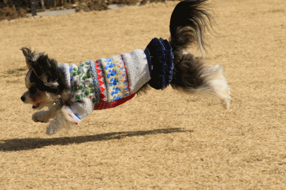 c0145250_11034124.gif