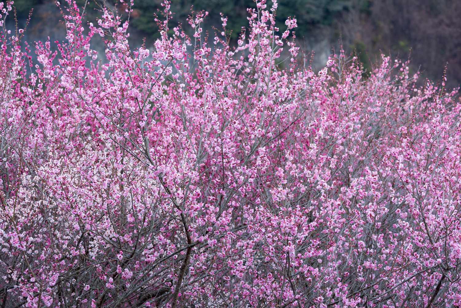 梅 Ⅷ　　　　奈良県_d0286954_05540931.jpg