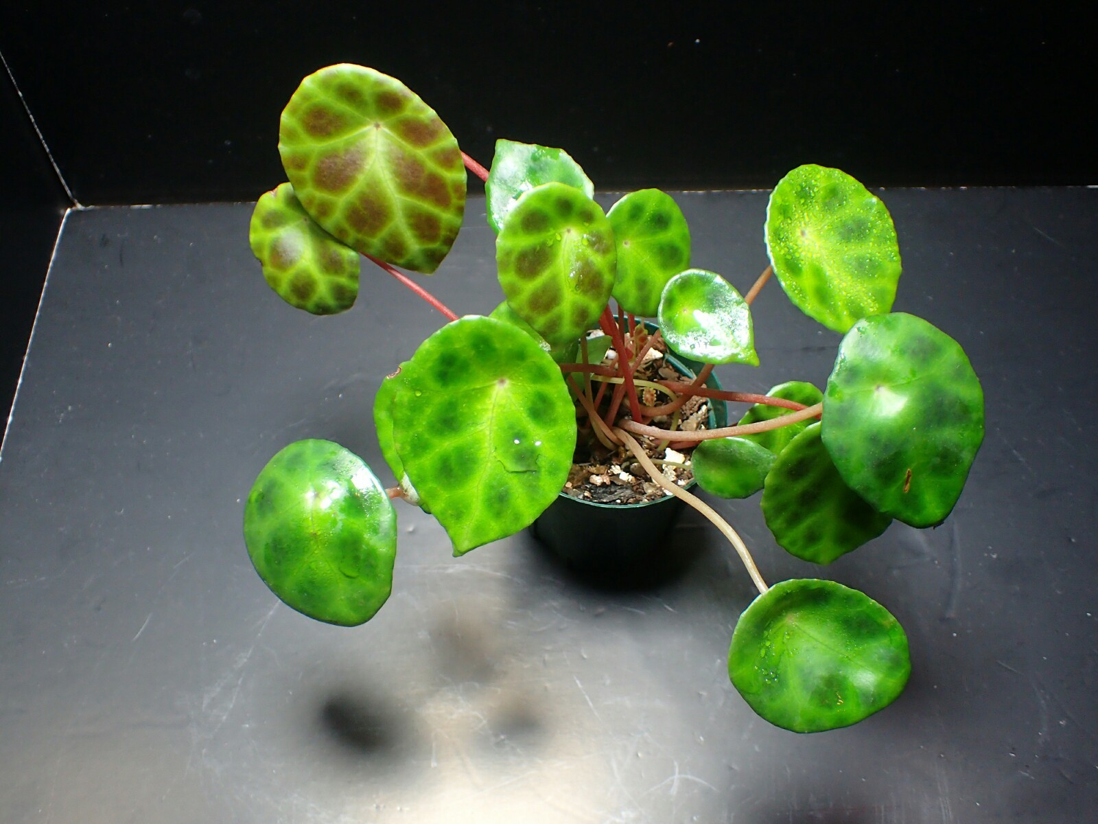 Begonia Kingiana ベゴの葉っぱ