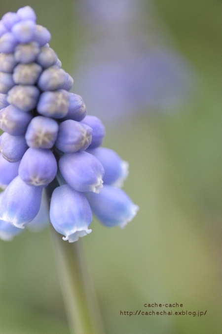 Muscari_b0366862_22352476.jpg