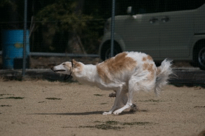 c0260264_1749172.gif