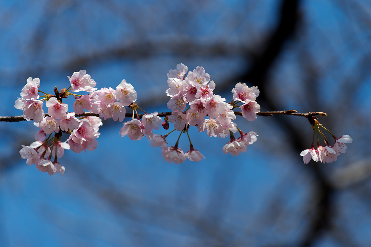 寒桜 満開_a0261169_14120757.jpg