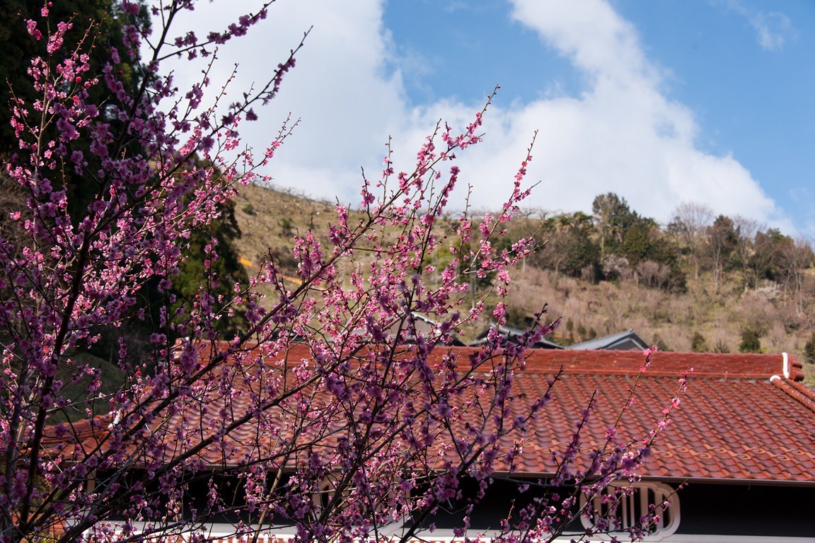 奈良の春はすぐそこに_c0350572_16285174.jpg