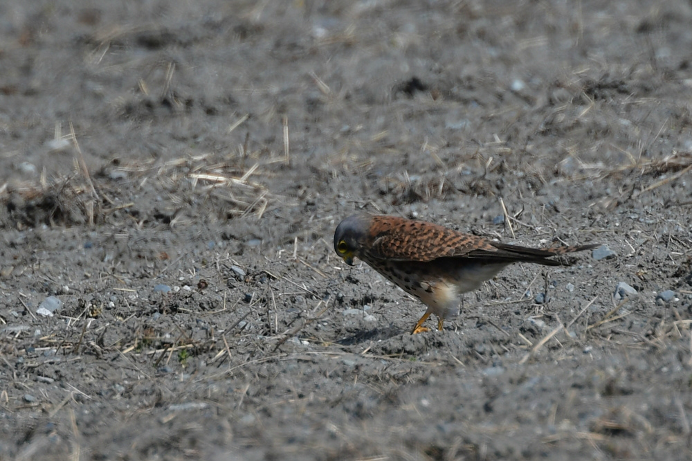 チョウゲンボウ_f0053272_21300705.jpg