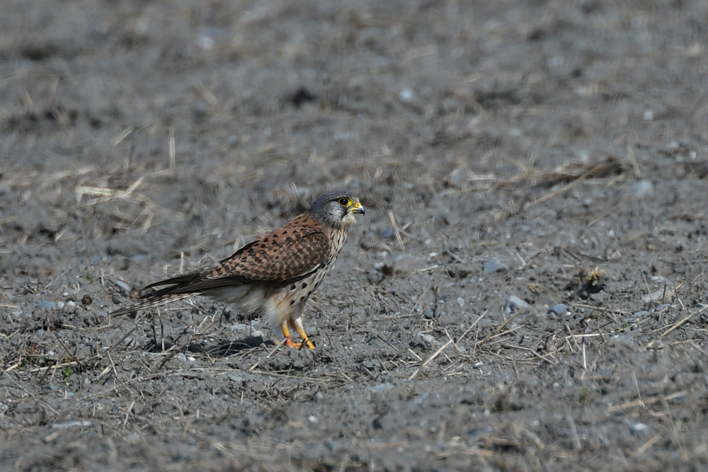 チョウゲンボウ_f0053272_21371768.jpg