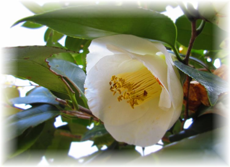 白花の椿…♪_d0175974_20101615.jpg