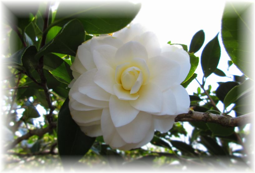 白花の椿…♪_d0175974_20103799.jpg