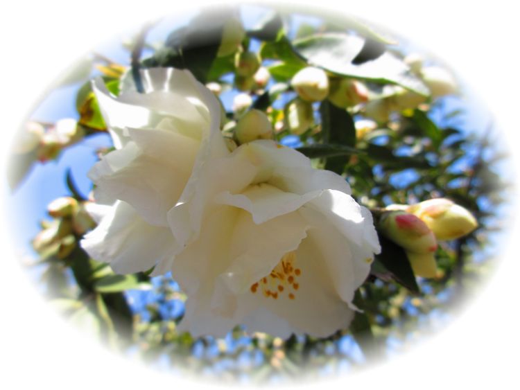 白花の椿…♪_d0175974_2093459.jpg