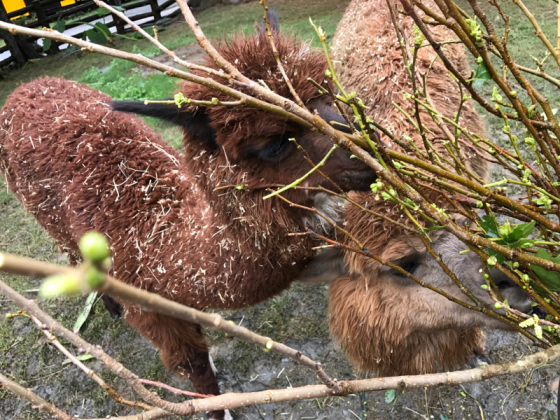 台北動物園に行ってきました( ´ ▽ ` )ﾉ_e0172592_01065116.jpg