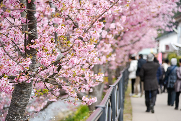 初めての河津桜を見に行こう。そしてランチは”あの場所”へ！！_d0114093_0244924.jpg