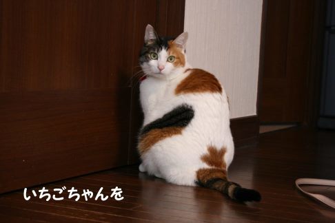 いちごちゃん 新生活スタート!_f0242002_00225367.jpg