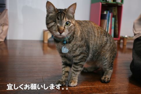 いちごちゃん 新生活スタート!_f0242002_00225770.jpg