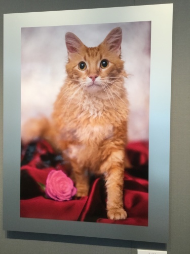 世界一美しい猫たち_b0104005_14452695.jpg