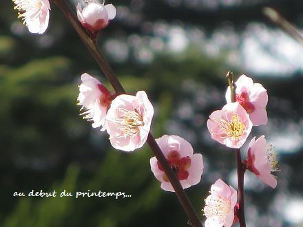 穏やかな春の訪れ、運んでくれた花・・・☆_c0098807_19440263.jpg