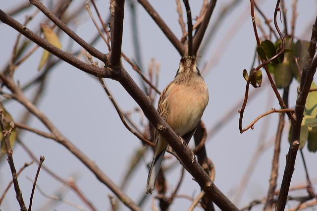 河津桜満開の探鳥会とブロ友さんとバッタリ！_f0368610_20414179.jpg