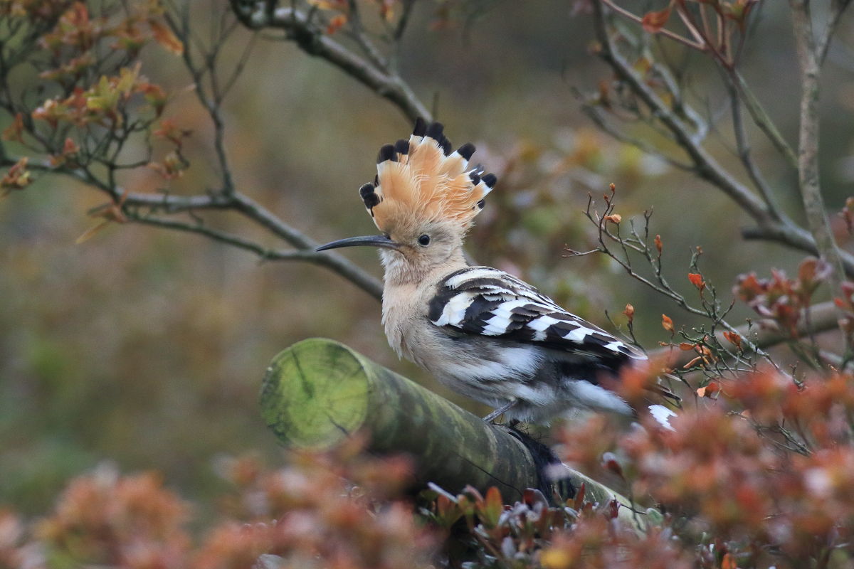 ヤツガシラ　ツツジの紅葉の中で_f0369315_19050706.jpg