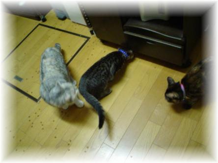 ご飯ばらまき_d0355333_11052433.jpg