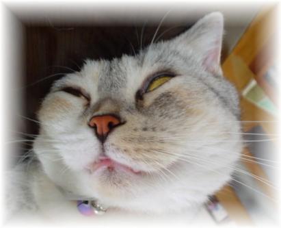 ぐあ~化け猫_d0355333_11155420.jpg