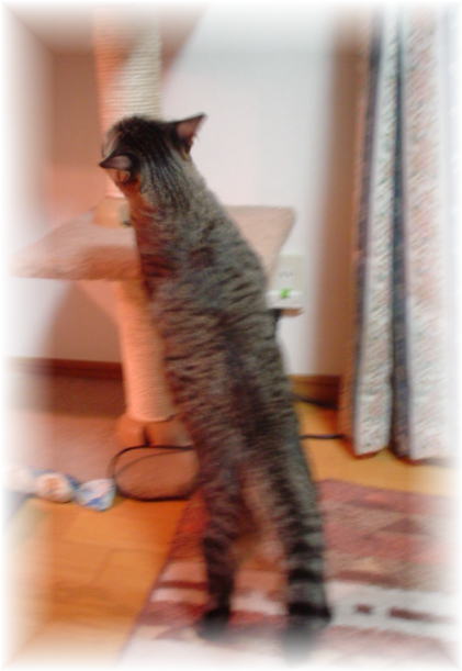 のぼりたいな~_d0355333_11160010.jpg