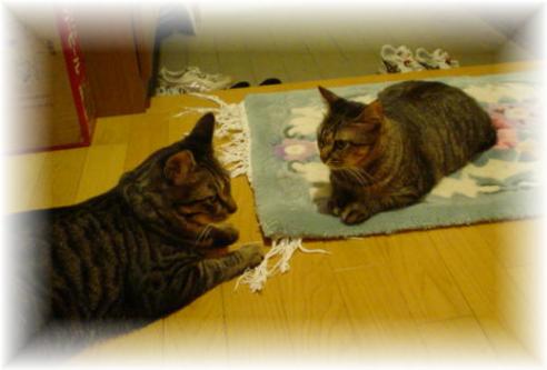 猫の集会_d0355333_11160524.jpg
