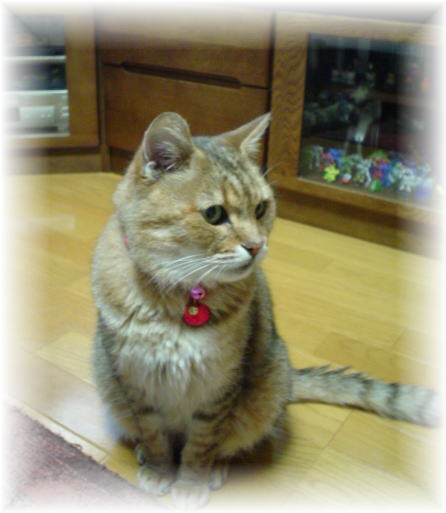 ふっくらしたね ^^_d0355333_11162874.jpg