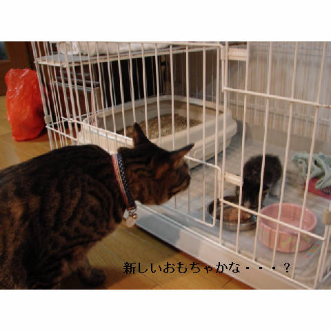 子猫がやってきた_d0355333_11255149.jpg