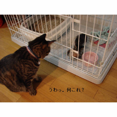 子猫がやってきた_d0355333_11255166.jpg
