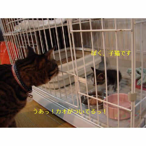 子猫がやってきた_d0355333_11255200.jpg