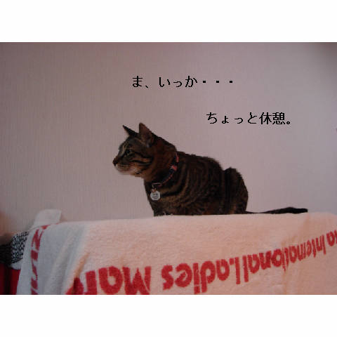 子猫がやってきた_d0355333_11255359.jpg
