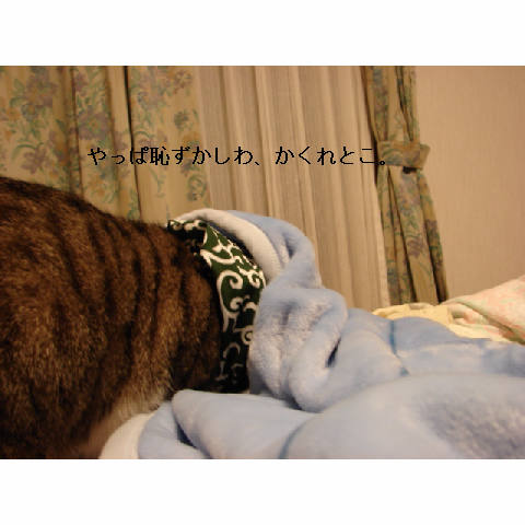 泥棒猫_d0355333_11264503.jpg