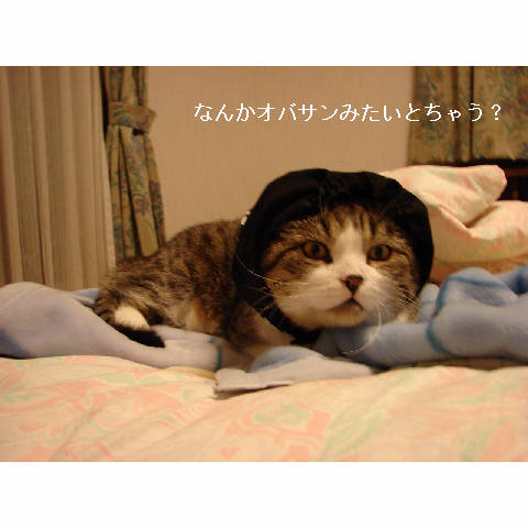 泥棒猫_d0355333_11264591.jpg