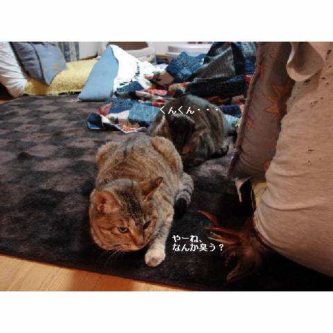 続、猫ご飯_d0355333_11265735.jpg