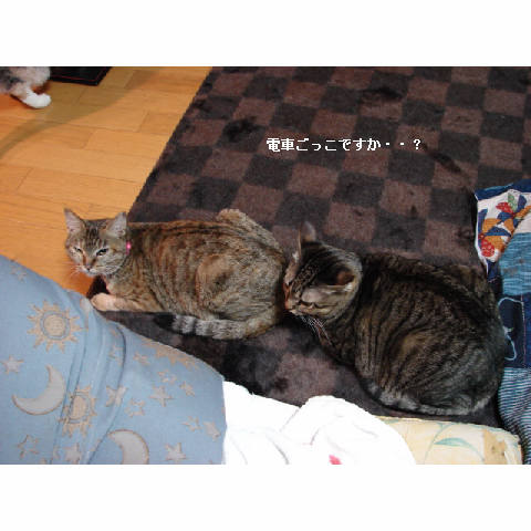 続、猫ご飯_d0355333_11265740.jpg