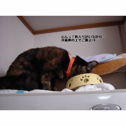 続、猫ご飯_d0355333_11265834.jpg