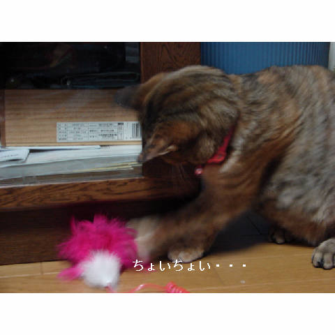 続、猫ご飯_d0355333_11265894.jpg