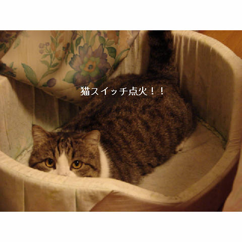 猫スイッチ♪_d0355333_11270258.jpg