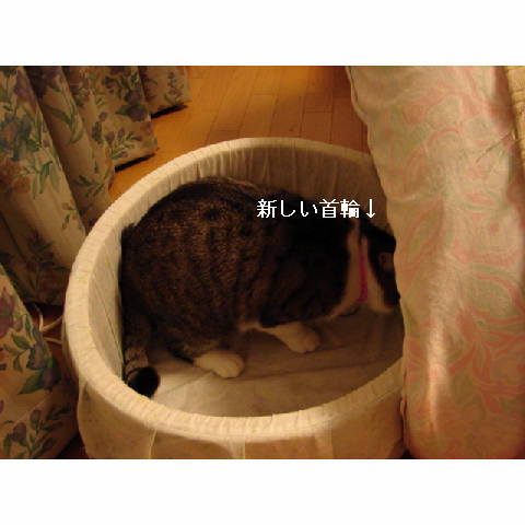 猫スイッチ♪_d0355333_11270306.jpg