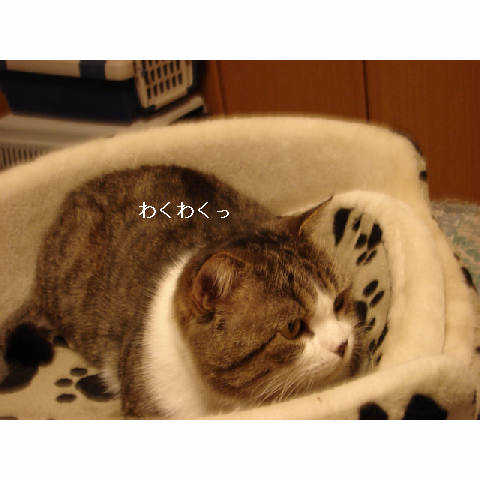 猫スイッチ♪_d0355333_11270392.jpg