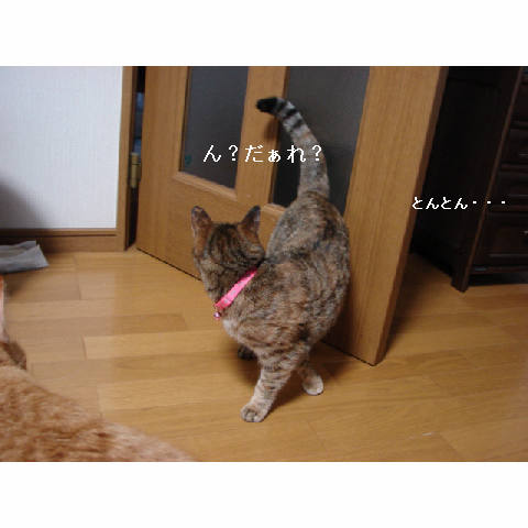 カワイイ子は得♪_d0355333_11270526.jpg