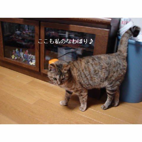 カワイイ子は得♪_d0355333_11270578.jpg