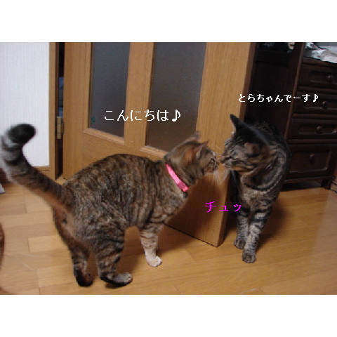 カワイイ子は得♪_d0355333_11270624.jpg