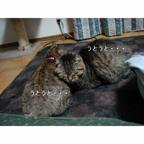 ご紹介♪_d0355333_11271087.jpg