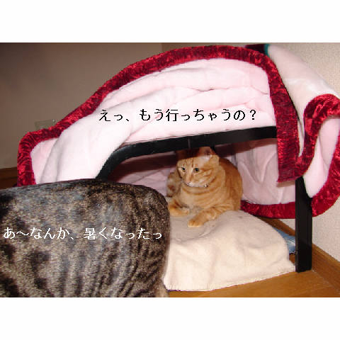 ゆうたのこたつ_d0355333_11271089.jpg